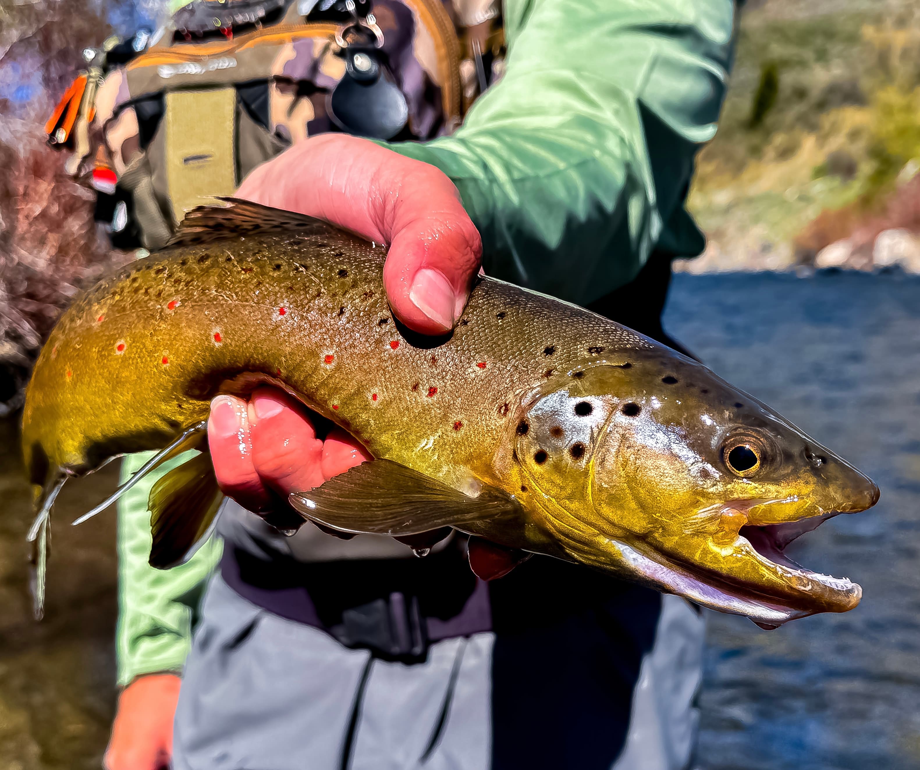 Book your Heber City, UT guided trip with Provo River Fly Fishing Guides